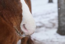 Лошади замерзают в Степногорске (ВИДЕО)
