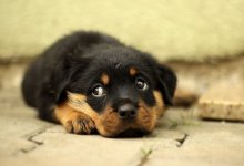 Очевидец рассказал о сожжении трупов собак в пригороде Актау (ВИДЕО)