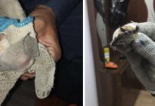 Летучие мыши захватили детский сад в Атырау