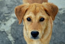 Сожжение мертвых собак показал на видео актауский блогер