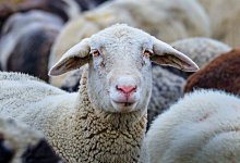 Почти 100 скотокрадов задержали в Казахстане (ВИДЕО)