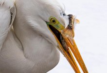 Точно в цель: алматинский фотограф заснял цаплю за ловлей рыбы
