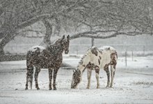 Небольшой снег ожидается в Казахстане 28 февраля