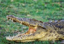 Электрокар едва не сбил крокодила в гольф-клубе в США