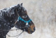 В МСХ назвали причину падежа лошадей в Акмолинской области