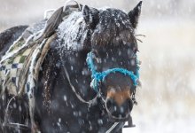 Почти 70 лошадей погибло в Улытауской области