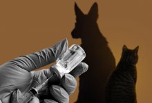 Гуманность или убийство: решит ли эвтаназия проблему бездомных собак в Казахстане