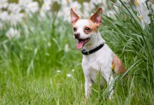 До 20 градусов тепла ожидается на юге Казахстана