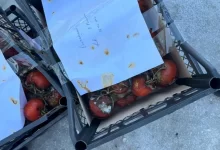 Тонну опасных томатов сожгли в Уральске