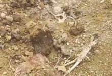 Зоозащитники Мангистау пытались найти живших собак в яме с трупами (ВИДЕО)