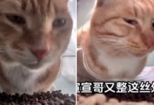 Живодеры охотятся на популярных уличных котов в Китае