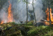 Шестой день не могут потушить пожар на берегу самого большого в мире озера в Казахстане