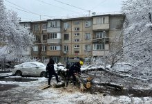 Дерево упало на автомобили в Алматы (ВИДЕО)