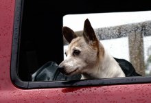 Ветер, туман, гололед: капризная погода ждет казахстанцев