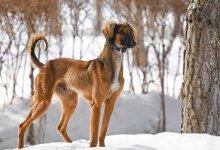 Как подрос подаренный Токаеву щенок Наурыз (ВИДЕО)