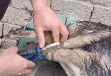 Живодеры скрутили собаке проволокой лапы в Атырау (ВИДЕО)