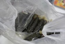 100 кг насвая изъяли в одном из районов Астаны