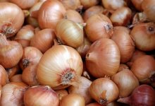160 тысяч тонн лука пропадает у фермеров в Казахстане