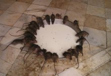 Крысы в детском саду Алматы: стала известна причина