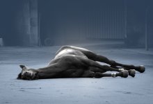 Можно ли было спасти животных? Джут в Улытау перебил десятки лошадей