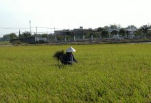 Вьетнамцы поздравили казахстанцев с праздником Наурыз