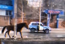 Одинокая лошадь гуляла по улицам Семея