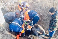 Упавшую в арык лошадь спасли в Кызылорде