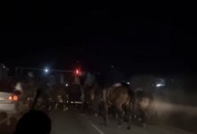 Несколько десятков человек играли в кокпар на трассе в Алматинской области (ВИДЕО)