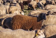 В пожаре погибло 48 голов скота в Жамбылской области