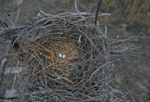 Как ученый помог птицам из Красной книги сохранить гнездо и популяцию в Казахстане