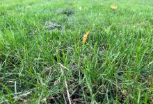 ЖК на месте парка хотели построить в Алматы