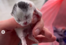 Паводки под Актобе: спасение котят сняли на видео