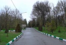 Восемь тысяч деревьев погибло в дендропарке Шымкента