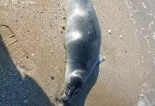 Эксперты назвали причину выброса туш тюленей на берег Каспия