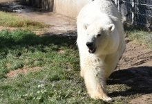 Алматинский зоопарк обвинили в истощении медведицы