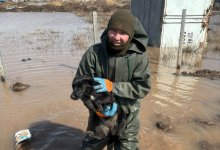 Будку заполнило водой: щенка на цепи спасли во время паводка в Акмолинской области