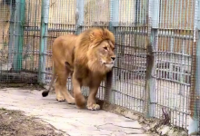 Животных алматинского зоопарка перевели в летние вольеры (ВИДЕО)