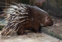 Дикобраза заметили в Таразе (ВИДЕО)