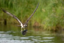 Хищную птицу засняли в центре Алматы (ВИДЕО)