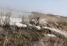 Косуля чуть не утонула в Акмолинской области (ВИДЕО)