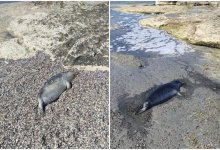 Еще 25 мертвых тюленей обнаружили на побережье Каспия