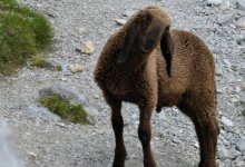 Несуществующих животных вакцинировали в Жамбылской области