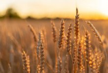 Запрет на ввоз пшеницы продлили в Казахстане