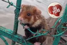 "Беги, братан, спасайся": петропавловец спас хомяка (ВИДЕО)