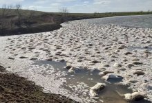 Сотни мертвых сайгаков обнаружили в водоеме в Бокейординском районе