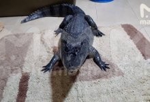 Метровый крокодил Гоша сбежал из квартиры многоэтажки