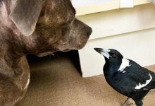 Митинги и вмешательство премьер-министра: самая известная сорока Австралии вернулась к своим хозяевам