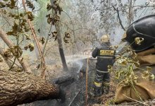 Резерват "Семей орманы" и три региона не готовы к возможным пожарам