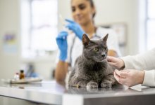 Бездомный кот раз в год приходит в ветеринарную клинику