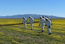 Черви-вредители атаковали сельскохозяйственные культуры в Алматинской области